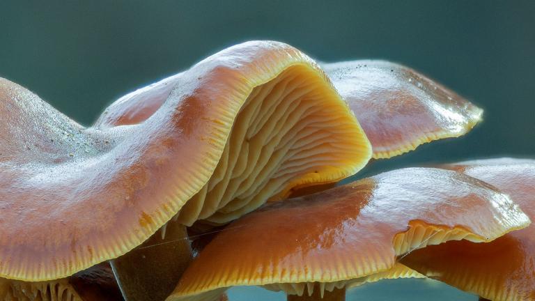 Gemeiner Samtfußruebling (FLAMMULINA VELUTIPES)