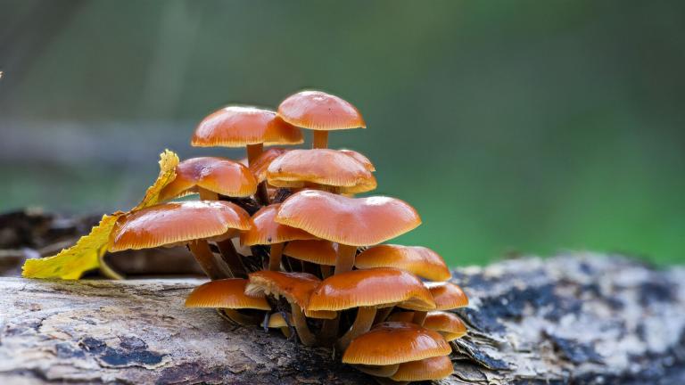 Gemeiner Samtfußruebling (FLAMMULINA VELUTIPES)