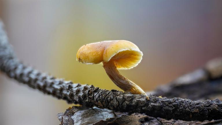 Gemeiner Trompetenschnitzling (TUBARIA FURFURACEA)