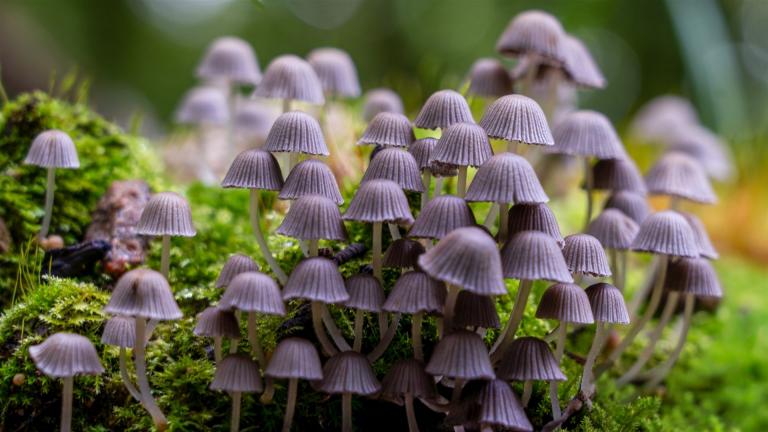 Gesäter Tintling (COPRINELLUS DISSEMINATUS)