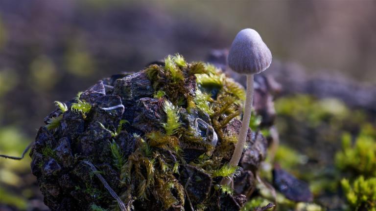 Geschmückter Helmling (MYCENA AMICTA)