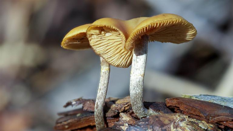 Gifthäubling (GALERINA MARGINATA)