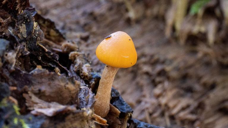 Gifthäubling (GALERINA MARGINATA)