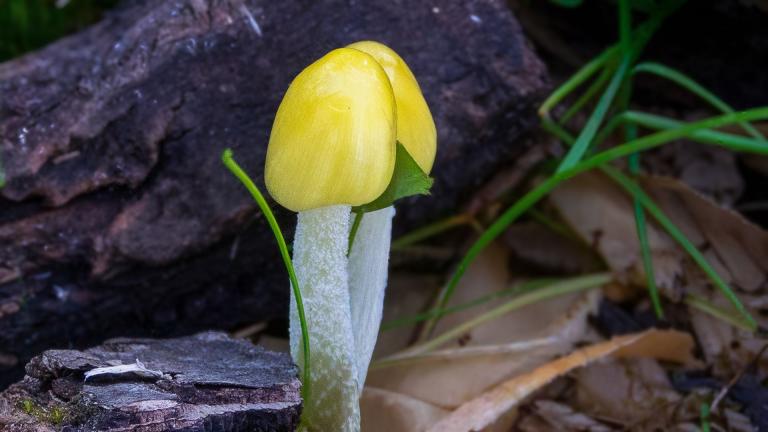 Gold-Mistpilz (BOLBITIUS TITUBANS)