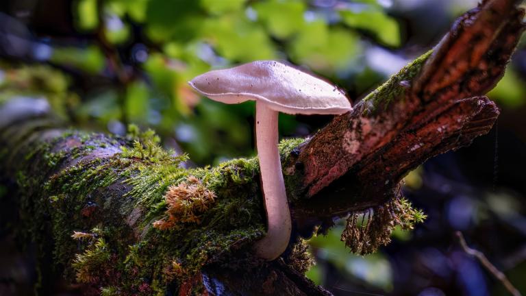 Grauer Dachpilz (PLUTEUS SALICINUS)