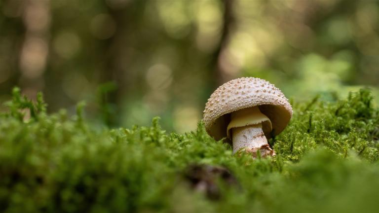 Grauer Wulstling (AMANITA EXCELSA)