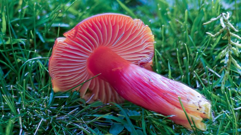 Grösster Saftling (HYGROCYBE PUNICEA)