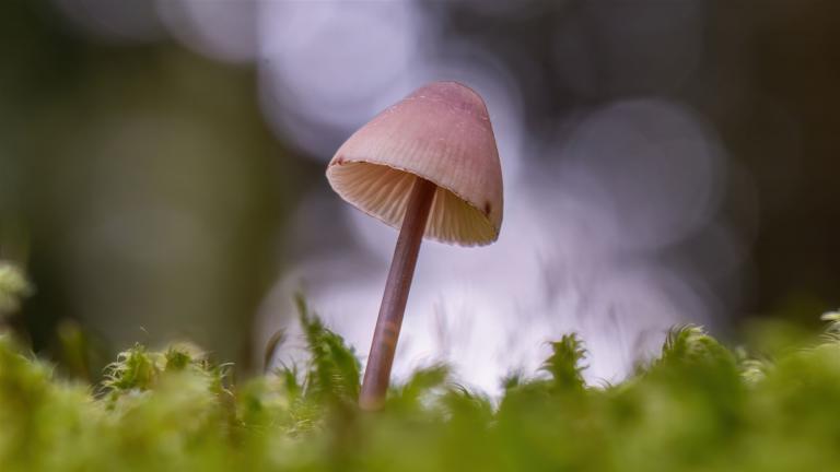 Grosser Bluthelmling (MYCENA HAEMATOPUS)