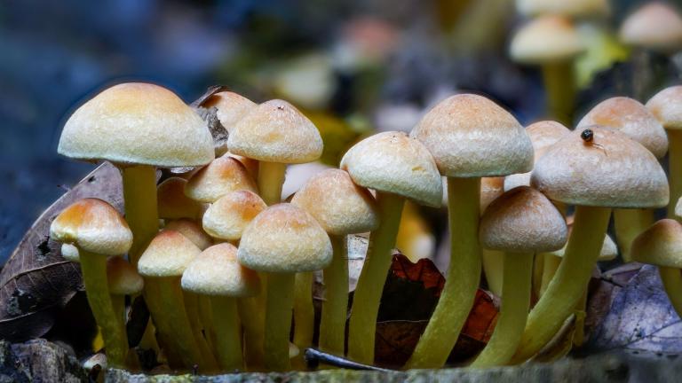 Grünblättrige Schwefelkopf (Hypholoma fasciculare)