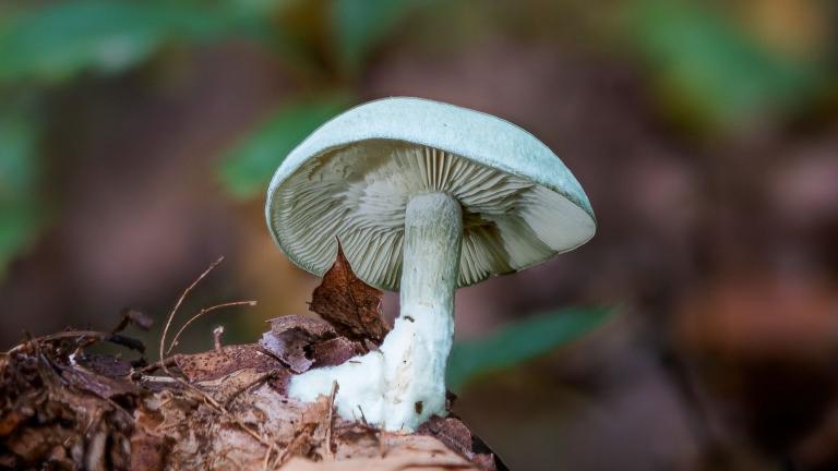 Grüner Anis-Trichterling (CLITOCYBE ODORA)