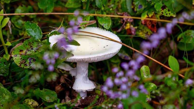 Grüner Knollenblätterpilz (AMANITA PHALLOIDES)
