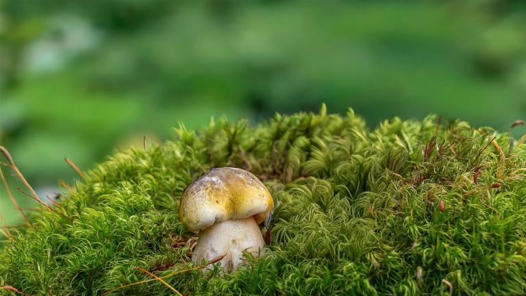Grüngelber Ritterling (TRICHOLOMA SEJUNCTUM)