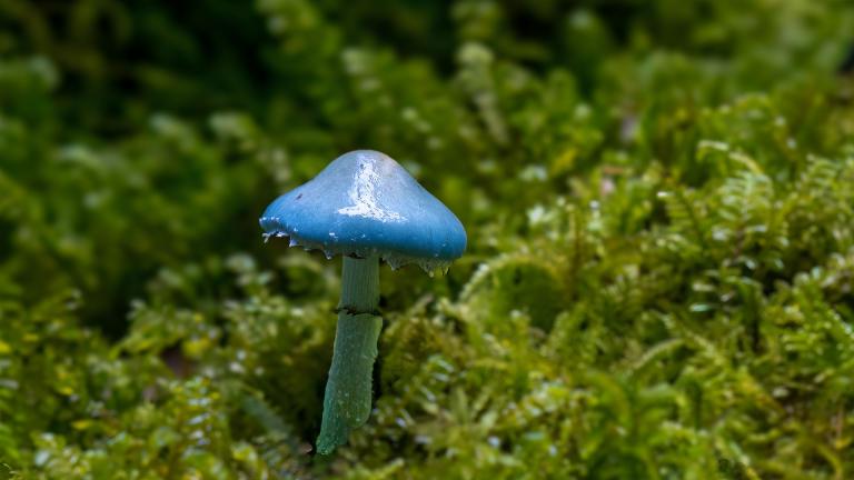 Grünspan-Träuschling (TROPHARIA AERUGINOSA)