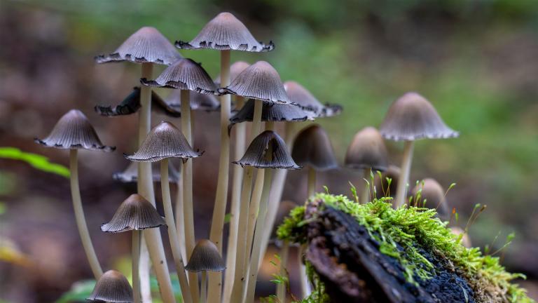 Tintlinge (COPRINUS Sp)
