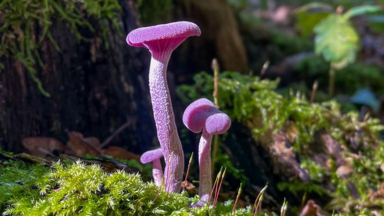 Violetter Lacktrichterling (LACCARIA AMETHYSTINA)