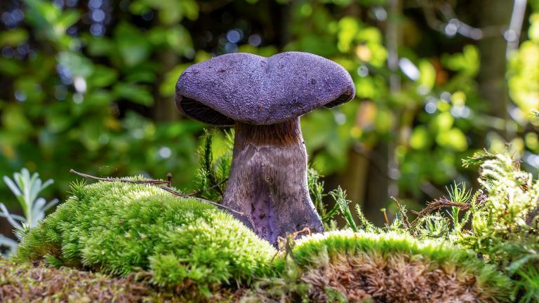 Violetter Schleierling (CORTINARIUS VIOLACEUS)