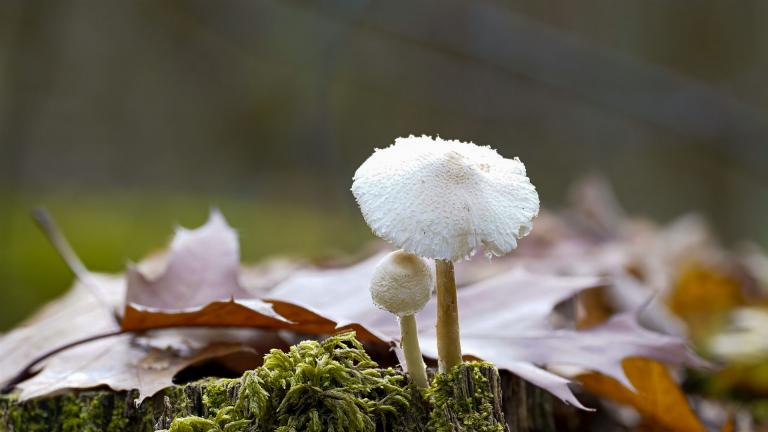 Weisser Mehlschirmling (CYSTOLEPIOTA SISTRATA) -- sehr selten