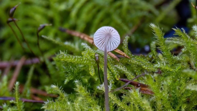 Weissmilchender Helmling (MYCENA GALOPSUS.9