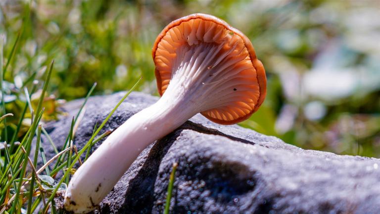 Wiesen-Ellering (CUPHOPHYLLUS PRATENSIS) -- Sehr Selten