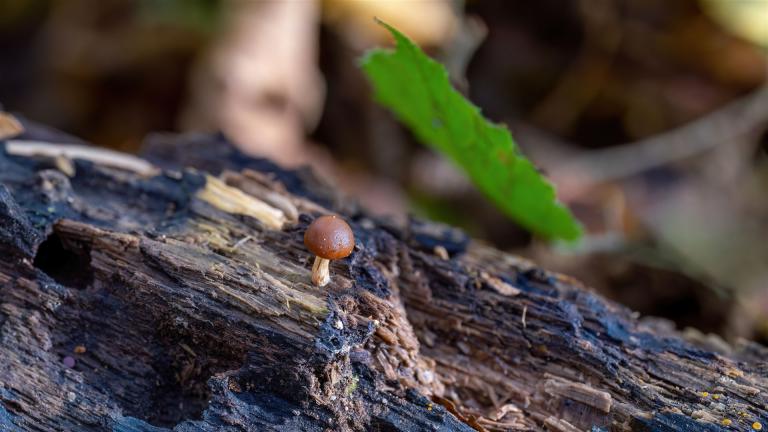 Winziger Häubling (GALERINA NANA)