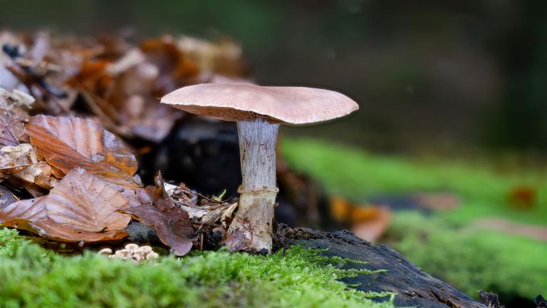 Wohlriechender Gürtelfuss (CORTINARIUS TORVUS)