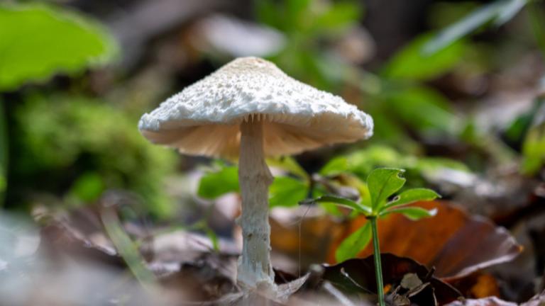 Wolliggestiefelter Schirmling (LEPIOTA CLYPEOLARIA)