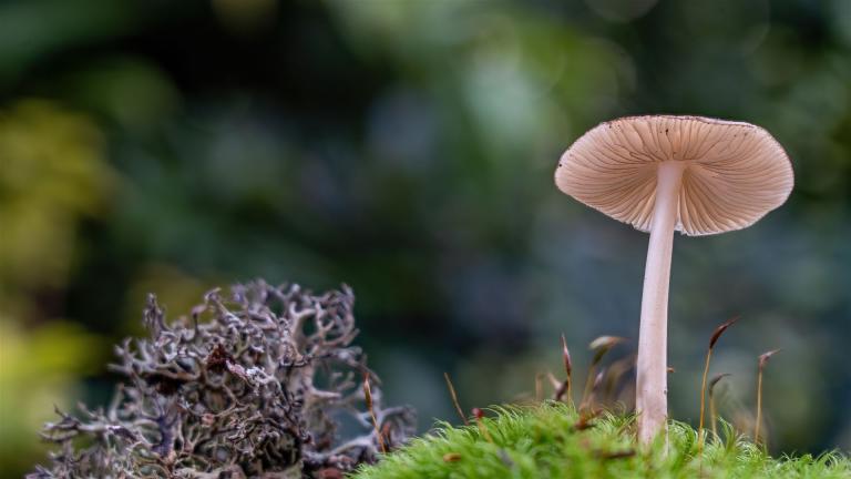 Wurzelnder Schleimrübling (HYMENOPELLIS RADICATA)