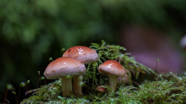 Ziegelroter Schwefelkopf (HYPHOLOMA LATERITIUM)