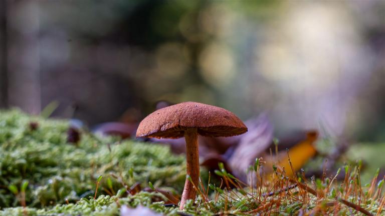 Zimthautkopf (CORTINARIUS CINNAMOMEUS)